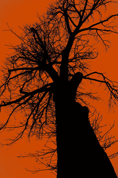 abstract_tree_art_by_naitsirhc_nitsuj-d4tjj0r